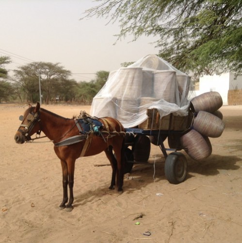 manden uit senegal